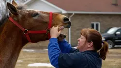L'incroyable Dr Pol Une couette pour le cochon
