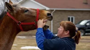 Une couette pour le cochon