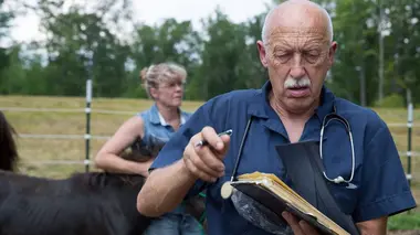 Des taureaux en colère