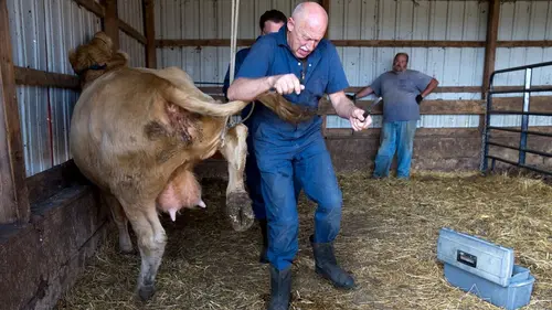 L'incroyable Dr Pol Les vaches de l'apocalypse