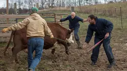 L'incroyable Dr Pol De gros sabots