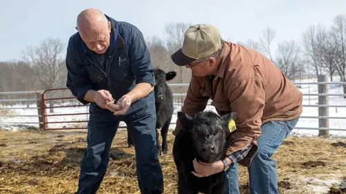 L'incroyable Dr Pol Une journée bien remplie