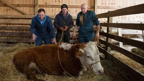 L'incroyable Dr Pol Le temps du printemps