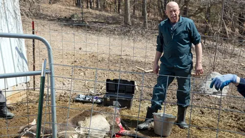 L'incroyable Dr Pol Pluie de poules