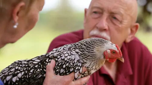 L'incroyable Dr Pol Lapin géant et compagnie