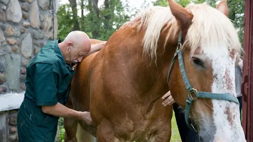 Casting L'incroyable Dr Pol Dr. "Répare-Tout"