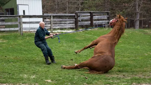 L'incroyable Dr Pol Que la fête commence