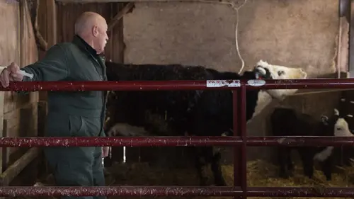L'incroyable Dr Pol Au secours des vaches