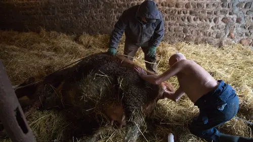 L'incroyable Dr Pol Une histoire de couleurs