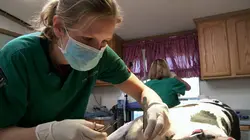 L'incroyable Dr Pol Vive les chiots !