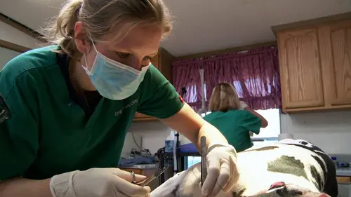 L'incroyable Dr Pol Vive les chiots ! en streaming