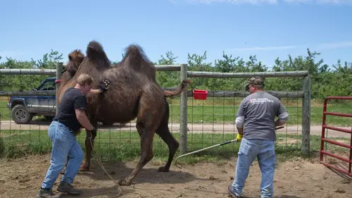 L'incroyable Dr Pol Dr Pol à la rescousse