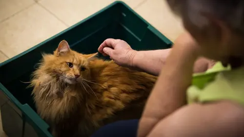 L'incroyable Dr Pol L'alpagalypse en streaming