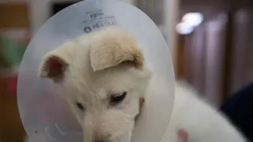 L'incroyable Dr Pol Docteur Franken-Pol