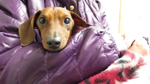 L'incroyable Dr Pol Adieu Frija