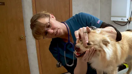 L'incroyable Dr Pol Noël à la clinique