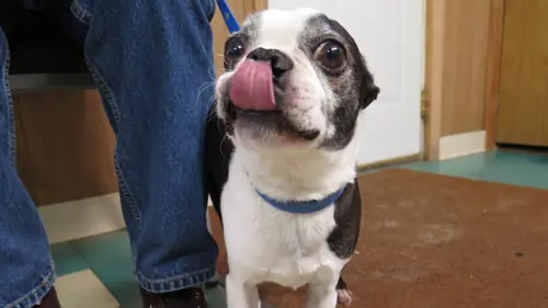 L'incroyable Dr Pol Chiens en détresse