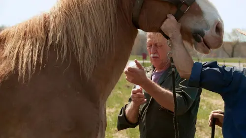 L'incroyable Dr Pol Grues, entorses et voitures
