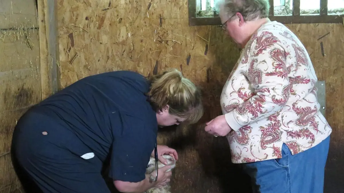 L'incroyable Dr Pol Moutons virulents