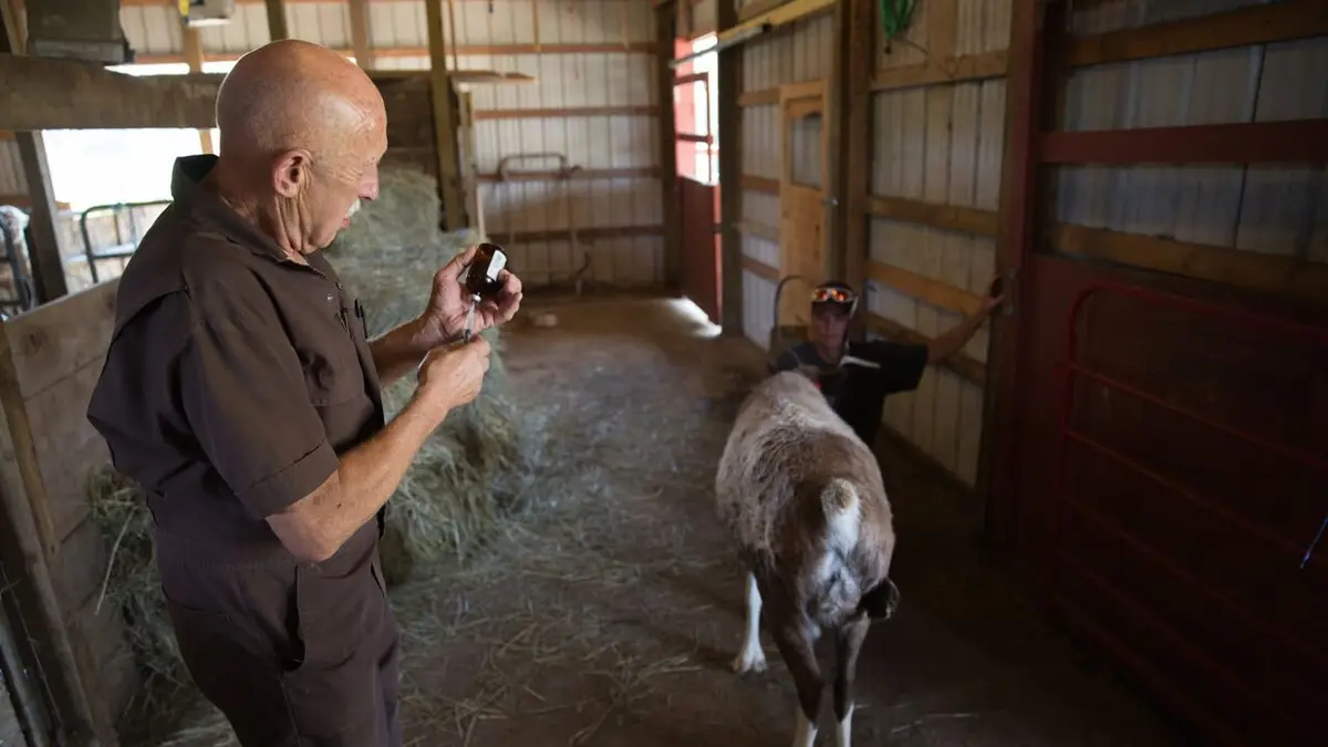 L'incroyable Dr Pol Joyeux anniversaire ! en streaming