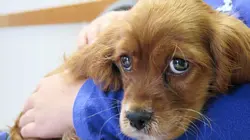 L'incroyable Dr Pol Un félin ravageur