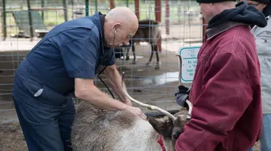 Vétérinaire et maman