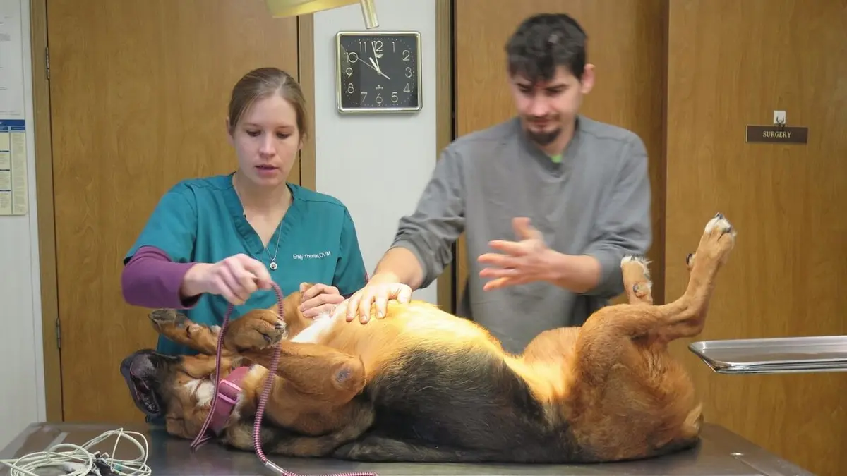 L'incroyable Dr Pol La brigade canine débarque