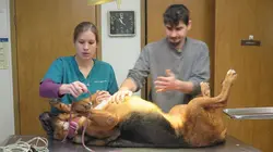 L'incroyable Dr Pol La brigade canine débarque