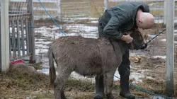 L'incroyable Dr Pol Saison glaciale