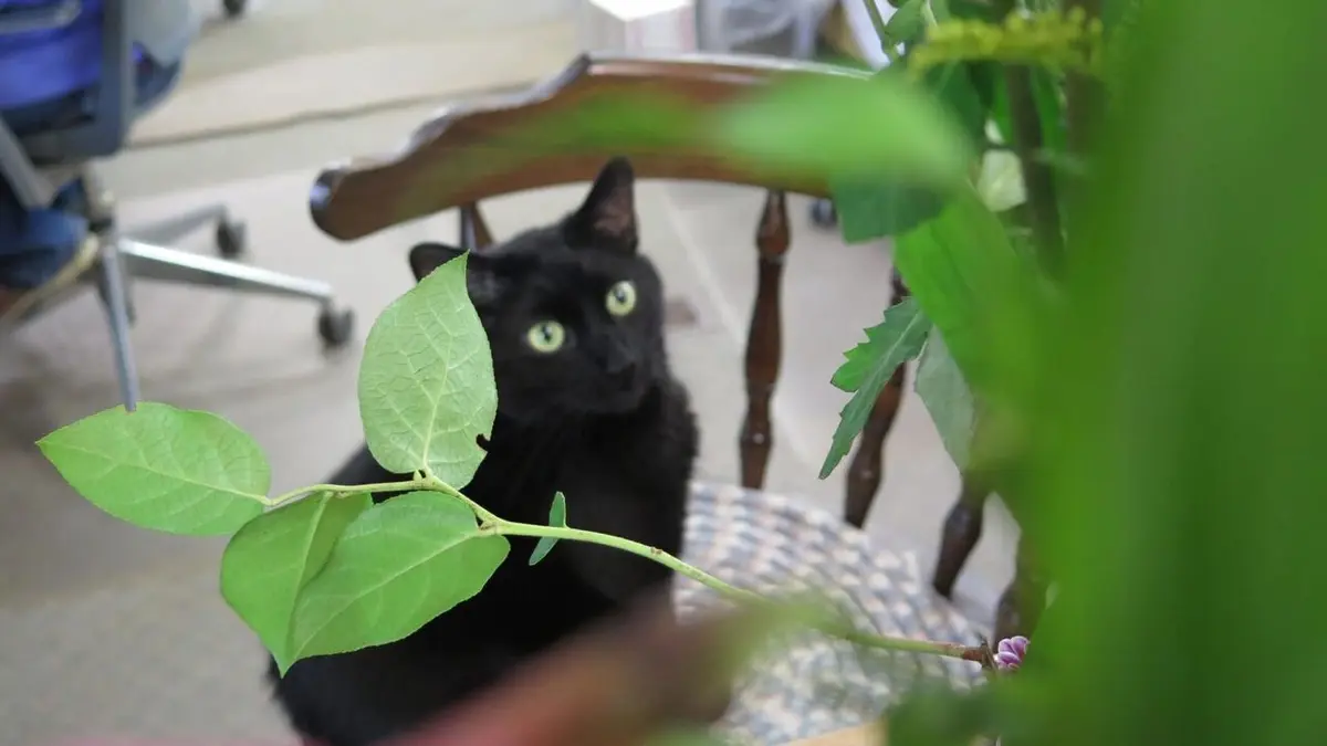 L'incroyable Dr Pol Agitation printanière