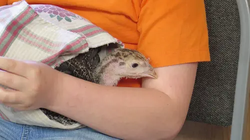 L'incroyable Dr Pol Un bébé en avance