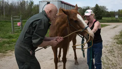 L'incroyable Dr Pol Envahis par les flots