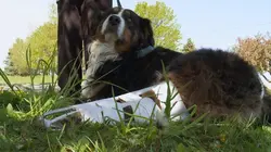 L'incroyable Dr Pol La fête nationale