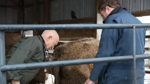 L'incroyable Dr Pol Vive les mariés ! en streaming