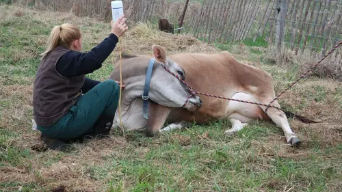 L'incroyable Dr Pol Les chats prennent le pouvoir en streaming