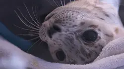 L'incroyable Dr Pol Nouvelles recrues