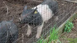 L'incroyable Dr Pol Nouvelles recrues