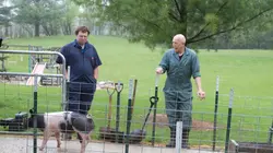 L'incroyable Dr Pol Un émeu fugueur