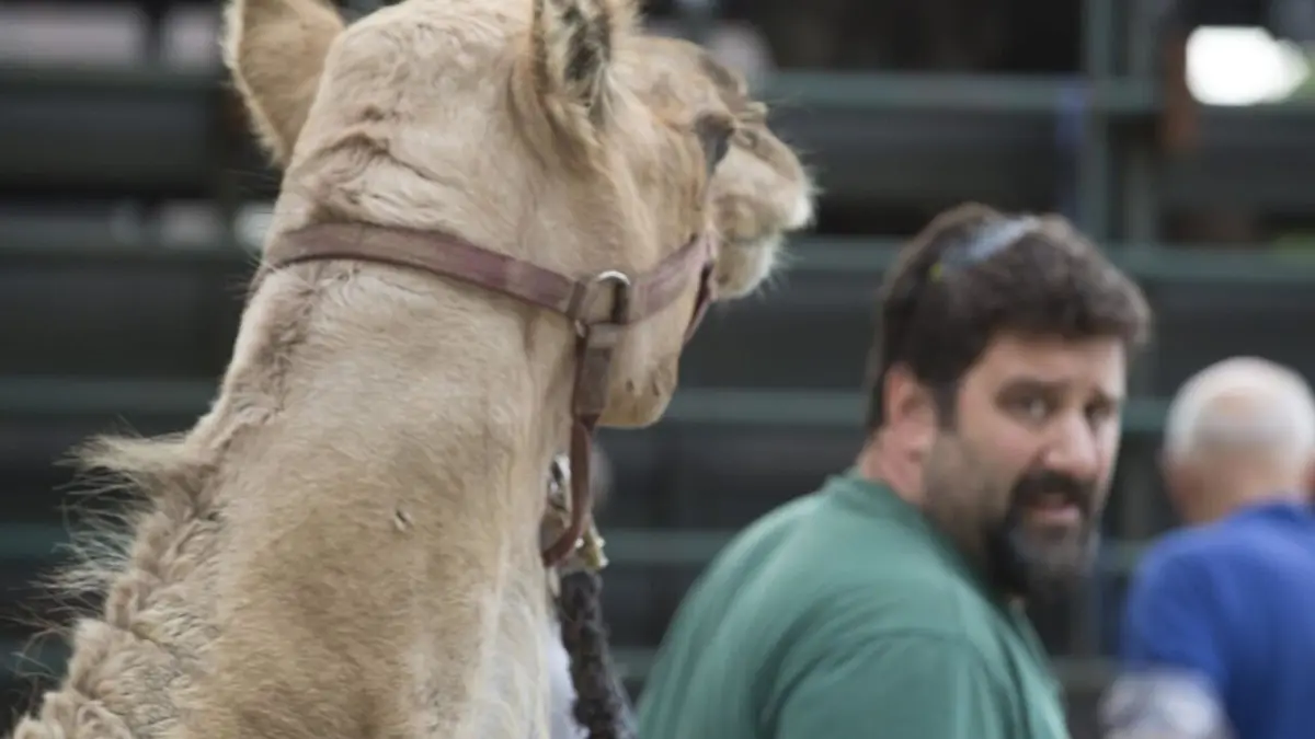 L'incroyable Dr Pol Animaux exotiques