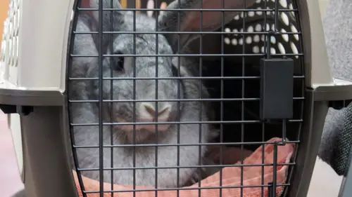 L'incroyable Dr Pol Dans de beaux draps