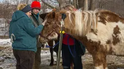 L'incroyable Dr Pol  Tempête de neige