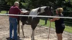 L'incroyable Dr Pol Un sacré bazar