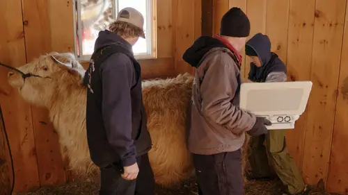 L'incroyable Dr Pol Au pays des rennes