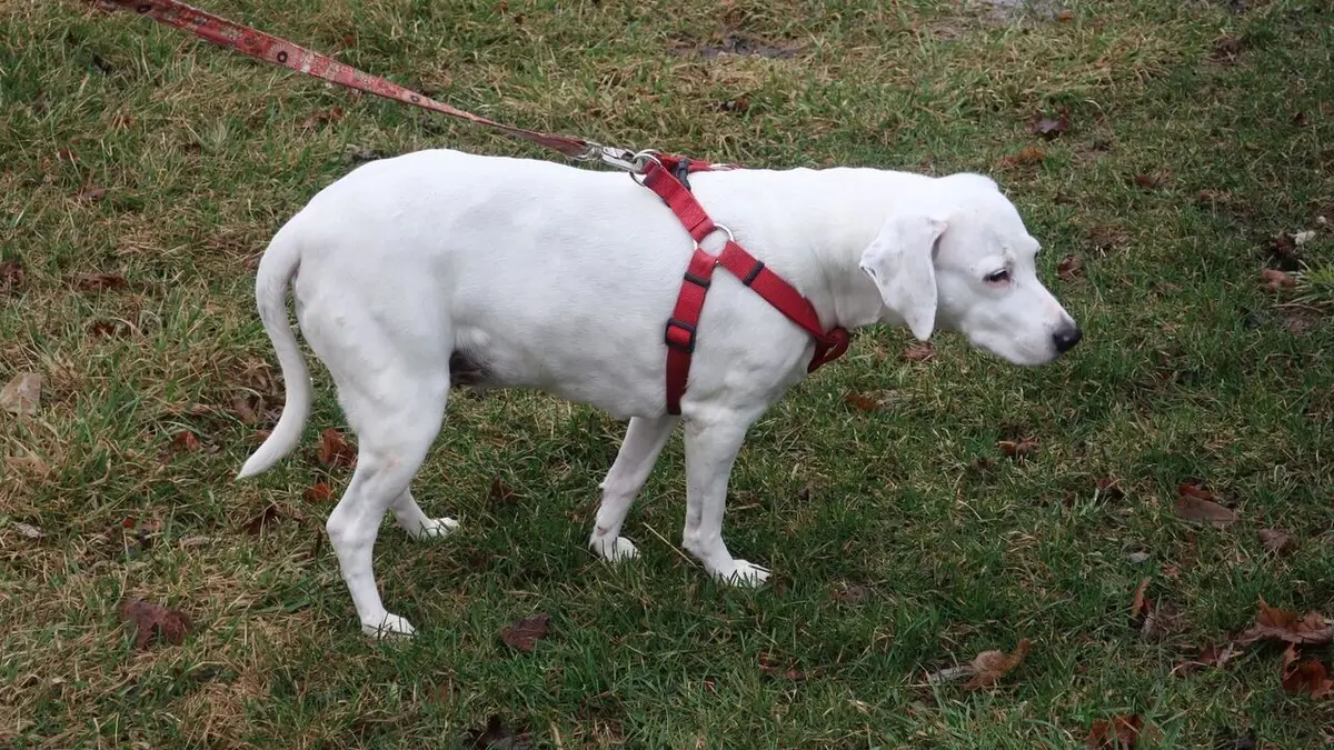 Casting L'incroyable Dr Pol Un dogue allemand à la fois