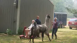 L'incroyable Dr Pol Un Doc-umentaire