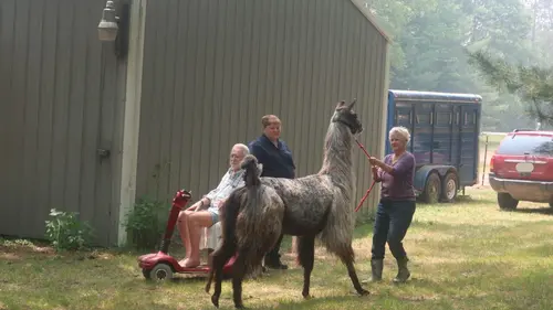 L'incroyable Dr Pol Un Doc-umentaire