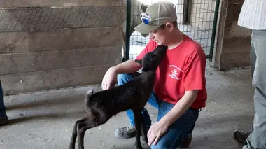 Les poules comploteuses