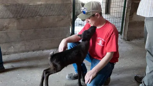 L'incroyable Dr Pol Les poules comploteuses