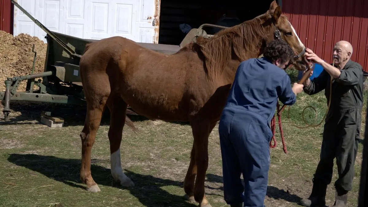 L'incroyable Dr Pol Charles est blessé