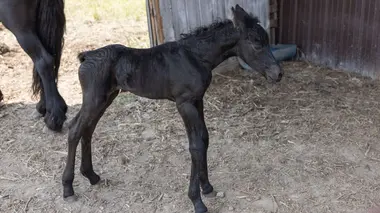 Nouvelle arrivée chez les Pol